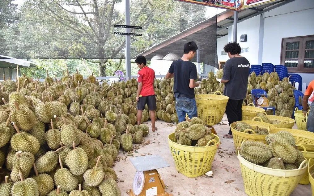 泰國經濟就像一個缺氧的病人……急需大批現金流輸氧 旅遊 第3張