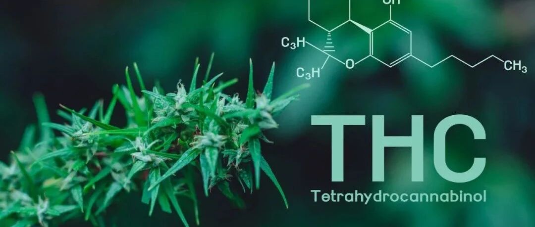 最新科研：泰国发现4 种可以抗癌的大麻！能防止癌细胞繁殖