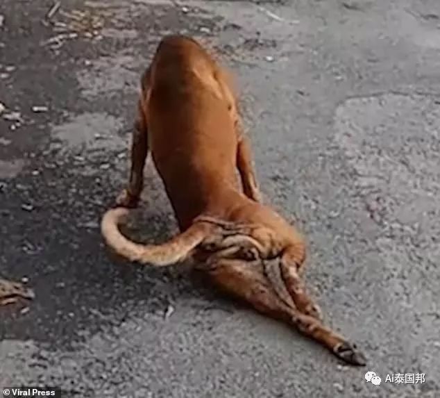 泰國滿街流浪狗，有的已修煉成精！瞧這隻影帝狗，火成網紅了 寵物 第10張