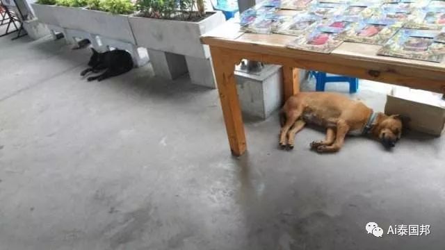 泰國滿街流浪狗，有的已修煉成精！瞧這隻影帝狗，火成網紅了 寵物 第3張