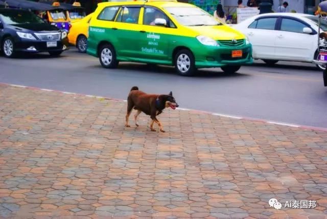 泰國滿街流浪狗，有的已修煉成精！瞧這隻影帝狗，火成網紅了 寵物 第5張