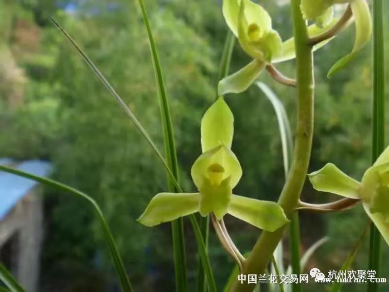 杭州兰花展名贵兰花_杭州兰花基地在哪里_杭州兰花价格