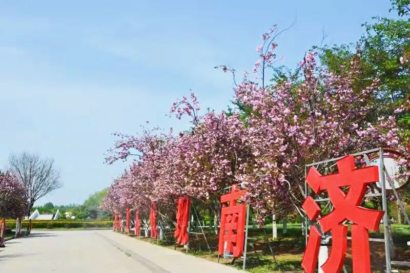 济南国际鲜花港樱花盛放每一次相遇都如初见