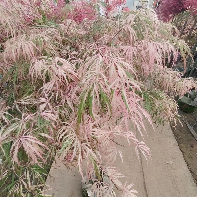 羽毛枫的嫁接时间和最佳方法