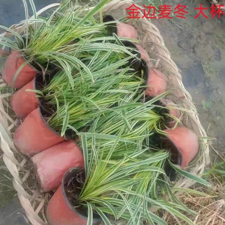 绿化麦冬草和麦冬的区别