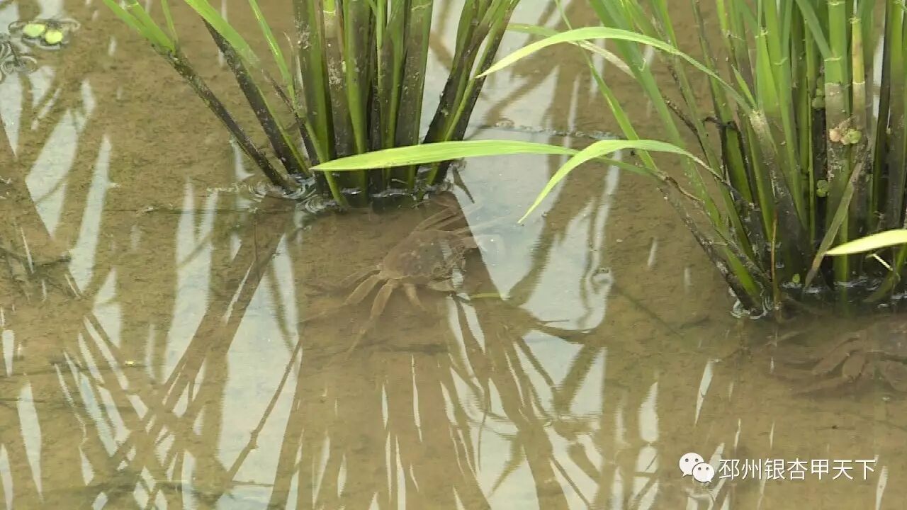 据介绍,"稻蟹共生生态养殖"模式,全程不打农药,不施化肥,选用优质稻米