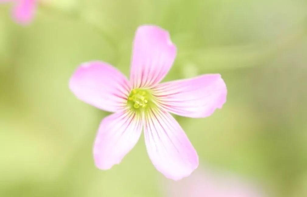 附子理中丸，专治阳气不足