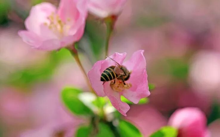 新冠肺炎有效官方中药方：清肺排毒汤兼论中医前途