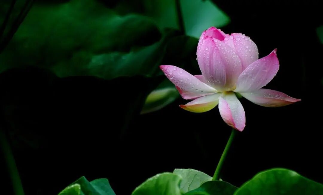 为什么心是钩脉《太素脉秘诀》把脉算命法_https://www.jmylbn.com_新闻资讯_第1张