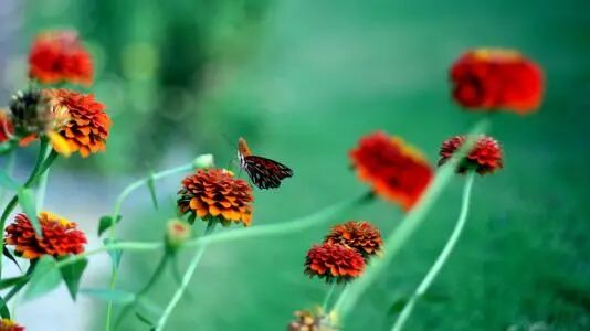 ​40位名医用药秘法及秘方；255个中成药处方药物组成以及药量