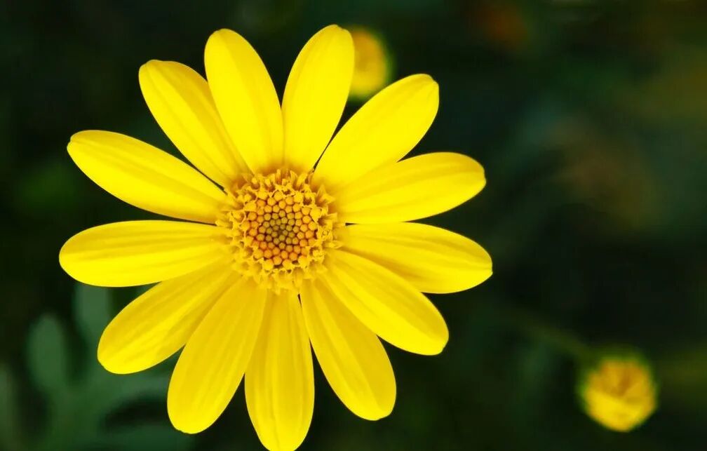 每天学中成药-十全大补丸