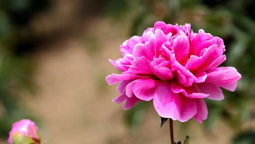 西医禁开中成药，是砸锅还是甩锅吴侃阳