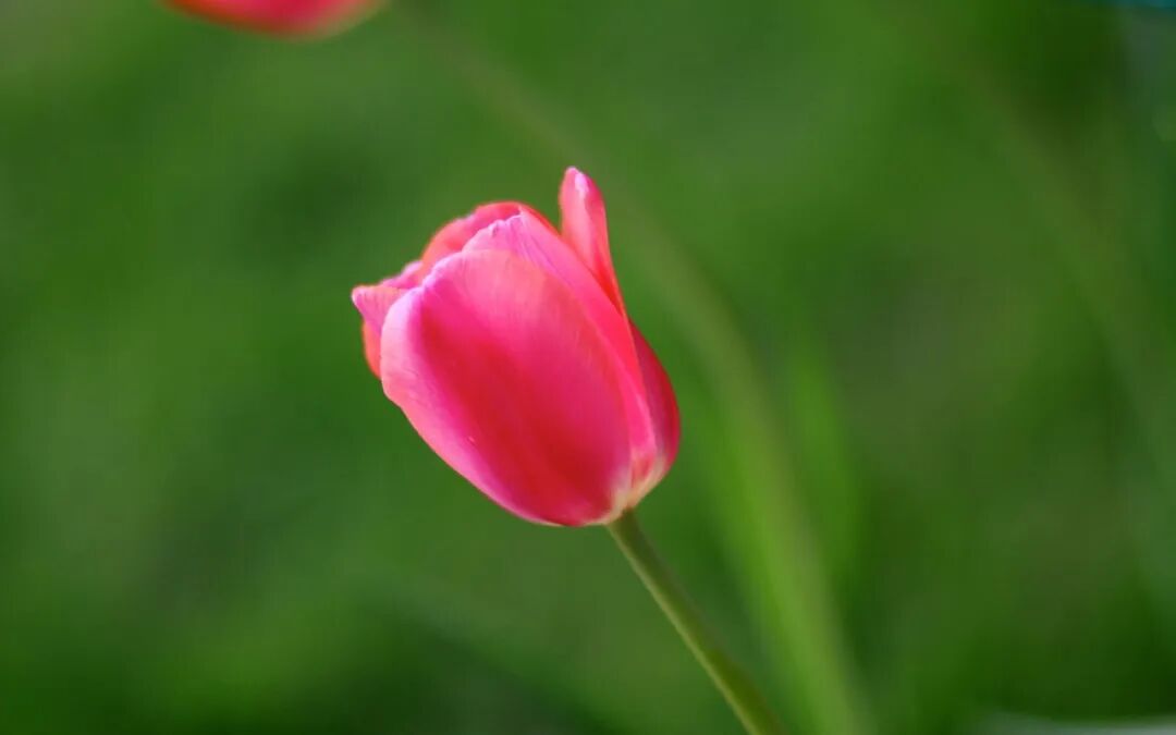 李赛美教授：婴儿咳喘别输液，中药10元能治愈