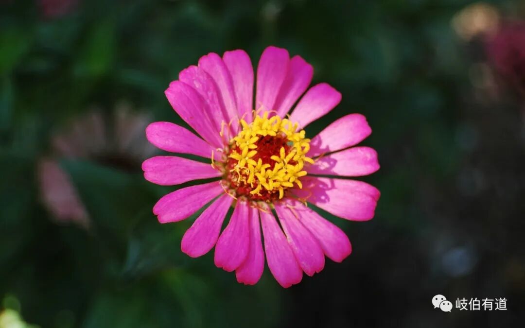 张锡纯：小柴胡汤解、通变大柴胡汤