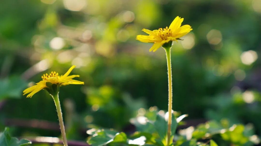 余浩：消鱼刺的方法竟能治疗骨质增生