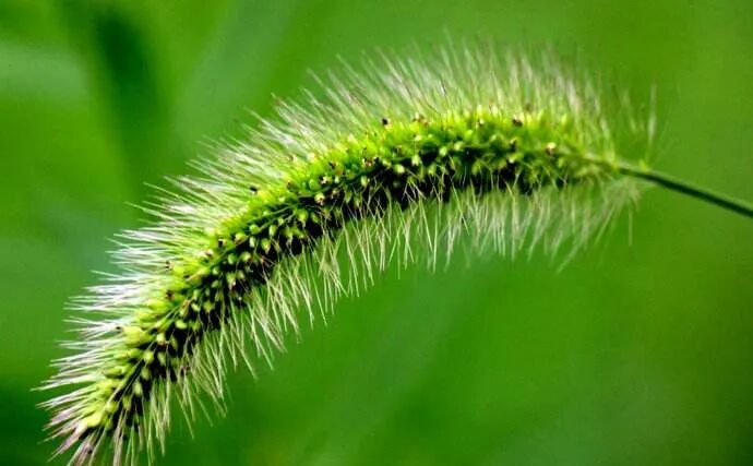 【常用药】宝宝感冒,妈妈的必备药(小儿柴桂退热颗粒)