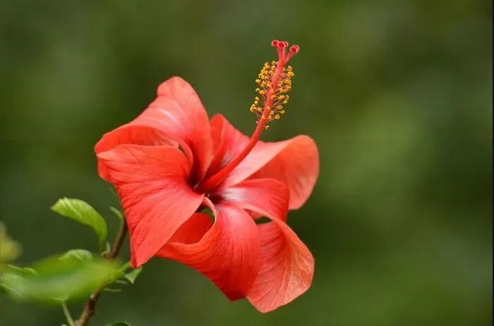 张文宏力挺中药：用西药肝损的患者通过中药调理，很快恢复肝功能