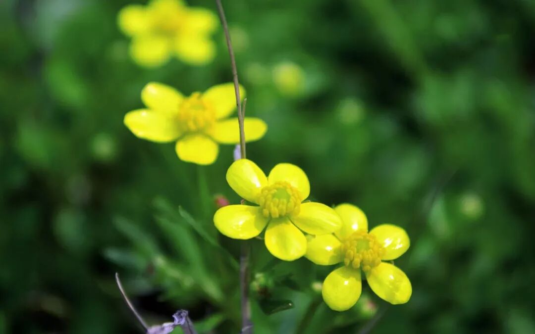 用好中成药，也是名副其实的好医生！
