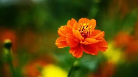 “消炎药”的陷阱，每个人都无法避免冀连梅