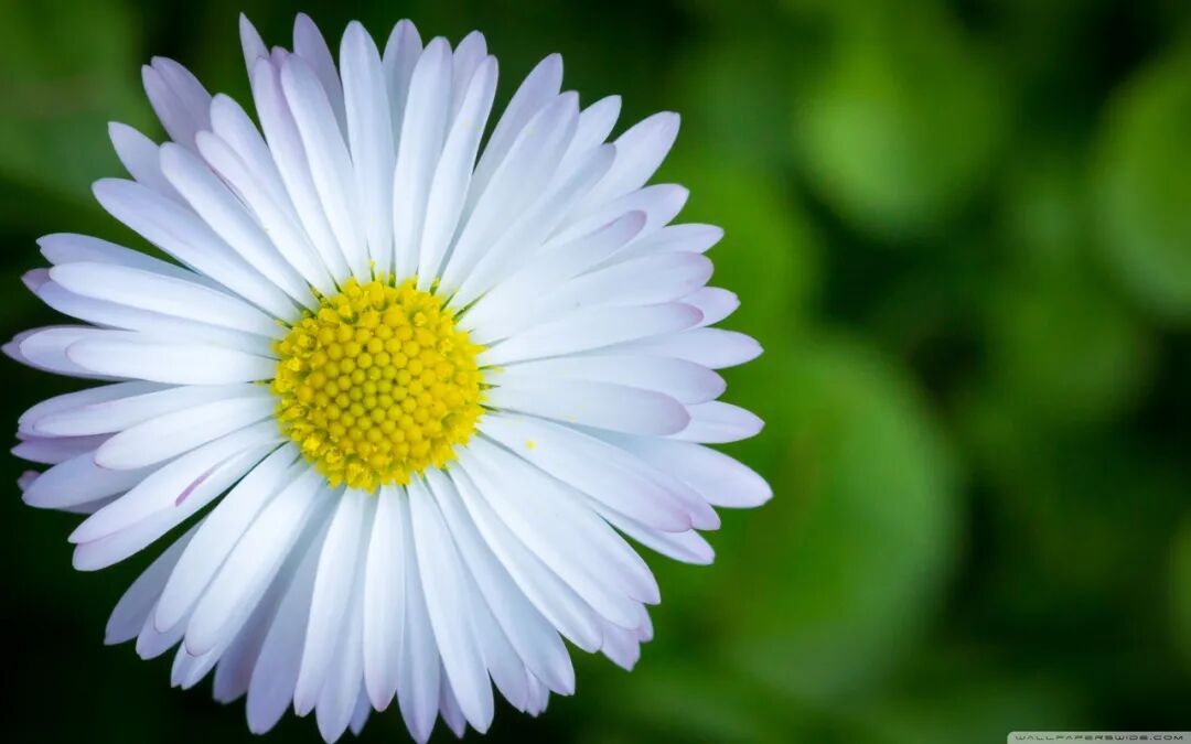 治外感病-风寒、风热、暑湿，透表、分利、扶正沈绍功