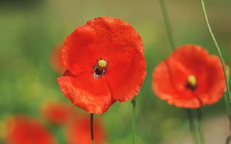 再次提醒！牢记致命的中药西药用药混搭