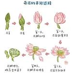 给幼儿园小朋友们的荷花图鉴
