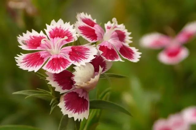 10种最美草花的详细播种教程！赶紧来学学吧！
