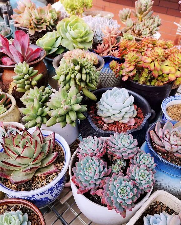 这5种花就爱 喝 雨水 赶快搬出去淋雨 柠檬资讯