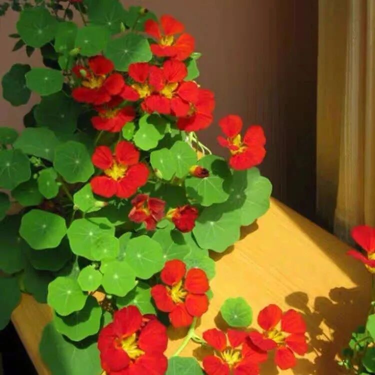 命裡帶 金 的十種花 個個都有好兆頭 越養越旺家 你確定不來一盆 尋夢生活