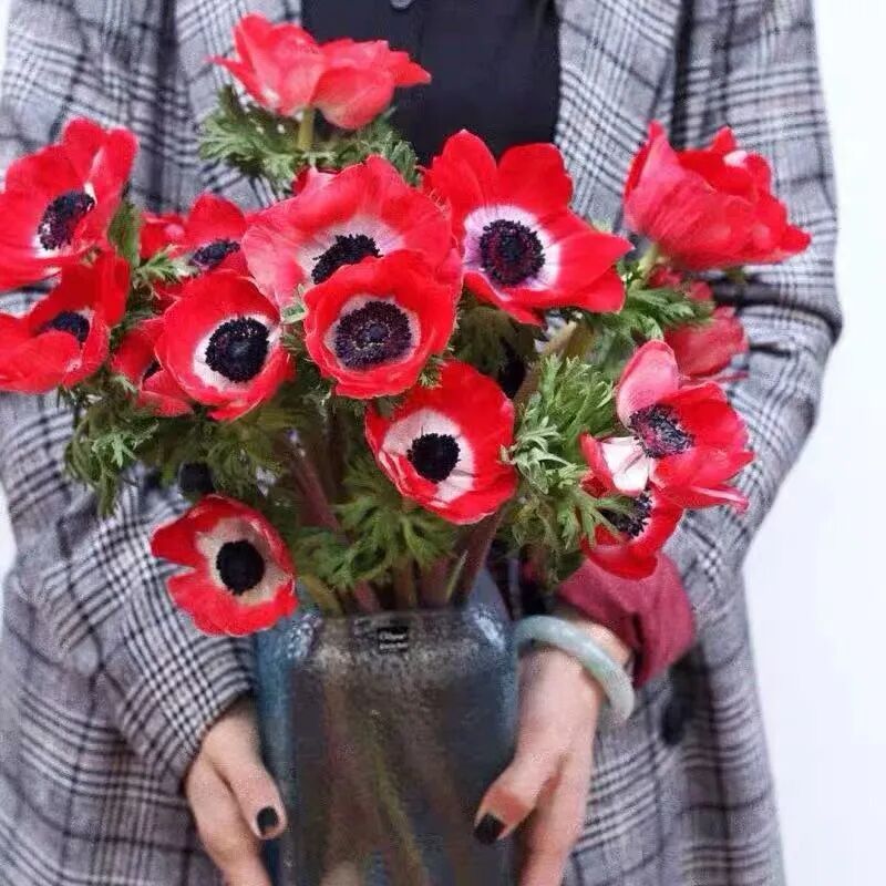 春天必养这5种花 个个都是 花美人 家里养几盆 繁花似锦 美得移不开眼 柠檬资讯