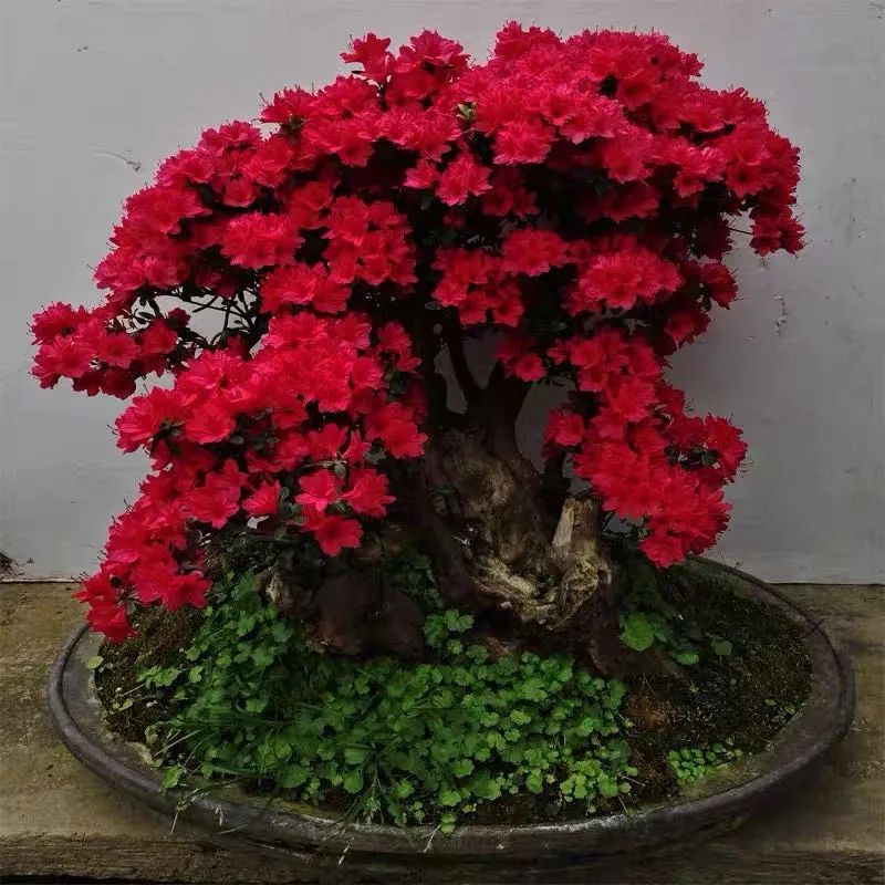 这6种花寓意喜庆,好看又好养,越养越值钱,老了都是“传家宝”!-微信头条网 这6种花寓意喜庆,好看又好养,越养越值钱,老了都是“传家宝”!