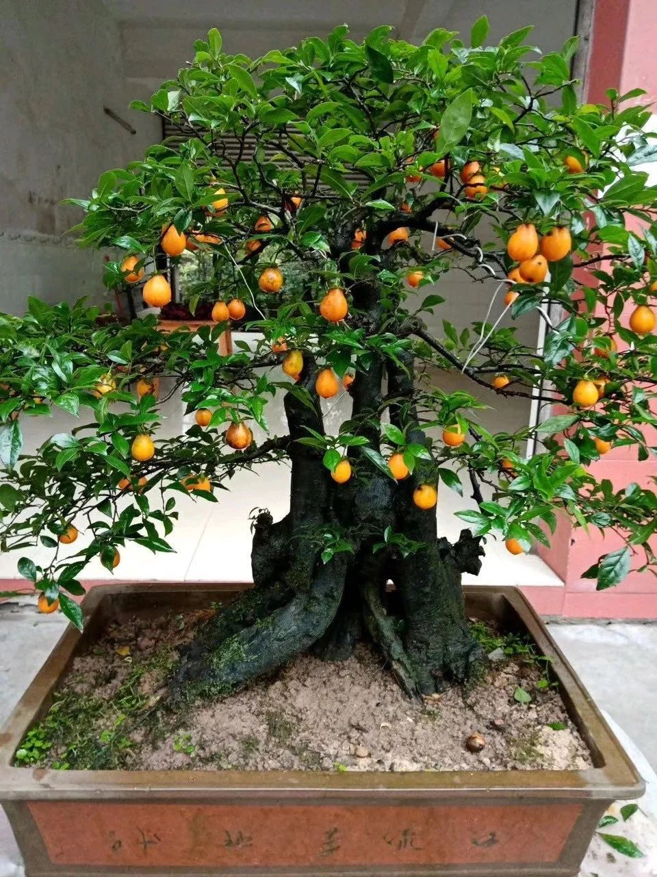 这6种花寓意喜庆,好看又好养,越养越值钱,老了都是“传家宝”!-微信头条网 这6种花寓意喜庆,好看又好养,越养越值钱,老了都是“传家宝”!