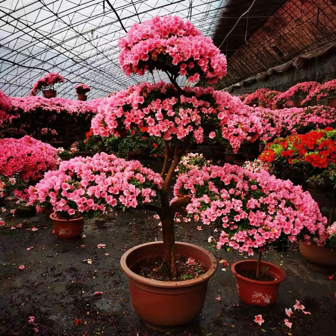 这6种花寓意喜庆,好看又好养,越养越值钱,老了都是“传家宝”!-微信头条网 这6种花寓意喜庆,好看又好养,越养越值钱,老了都是“传家宝”!