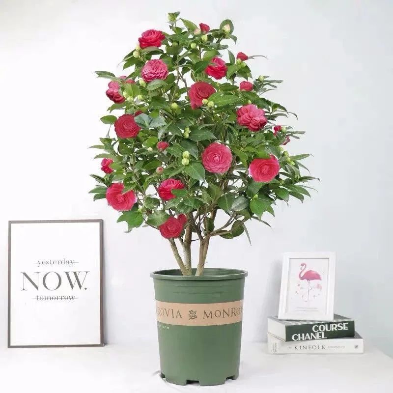 这6种花寓意喜庆,好看又好养,越养越值钱,老了都是“传家宝”!-微信头条网 这6种花寓意喜庆,好看又好养,越养越值钱,老了都是“传家宝”!