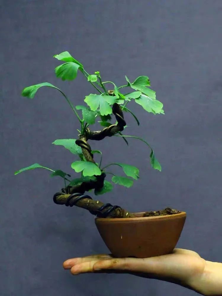 这6种花寓意喜庆,好看又好养,越养越值钱,老了都是“传家宝”!-微信头条网 这6种花寓意喜庆,好看又好养,越养越值钱,老了都是“传家宝”!