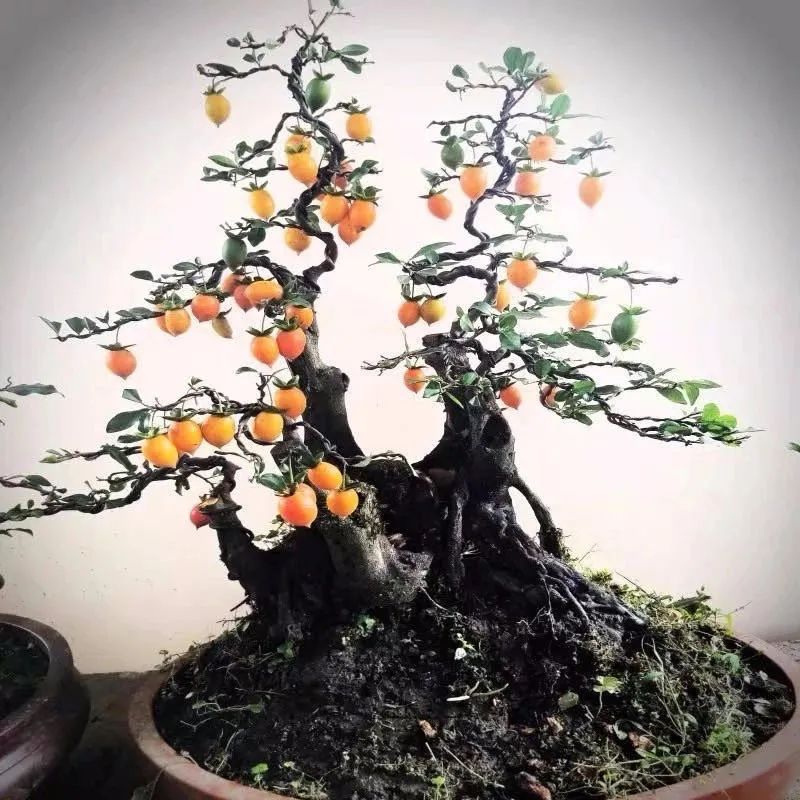 这6种花寓意喜庆,好看又好养,越养越值钱,老了都是“传家宝”!-微信头条网 这6种花寓意喜庆,好看又好养,越养越值钱,老了都是“传家宝”!