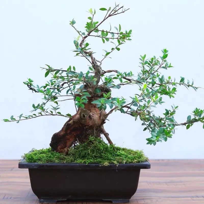这6种花寓意喜庆,好看又好养,越养越值钱,老了都是“传家宝”!-微信头条网 这6种花寓意喜庆,好看又好养,越养越值钱,老了都是“传家宝”!