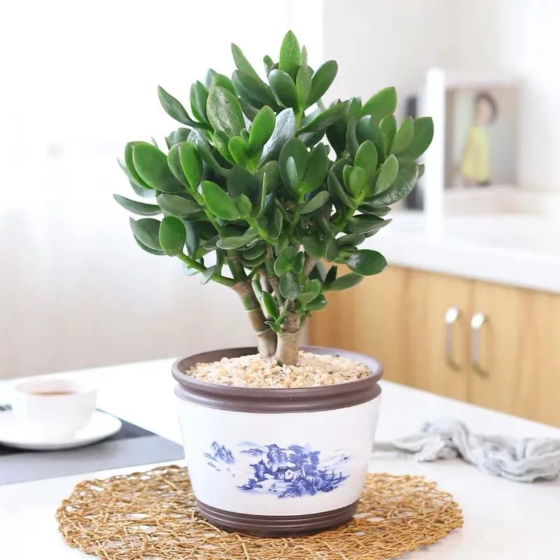 这6种花寓意喜庆,好看又好养,越养越值钱,老了都是“传家宝”!-微信头条网 这6种花寓意喜庆,好看又好养,越养越值钱,老了都是“传家宝”!