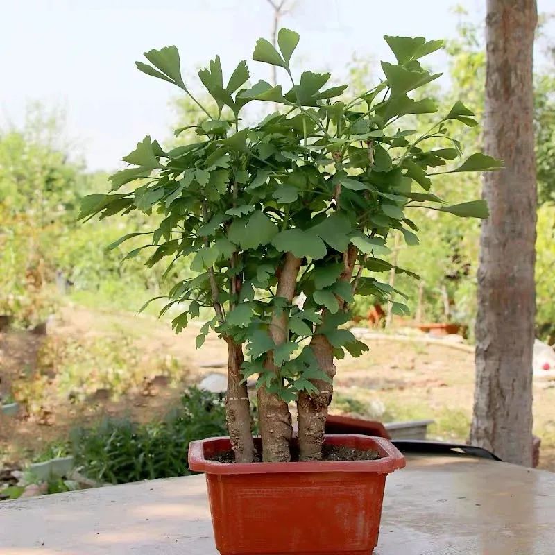 这6种花寓意喜庆,好看又好养,越养越值钱,老了都是“传家宝”!-微信头条网 这6种花寓意喜庆,好看又好养,越养越值钱,老了都是“传家宝”!