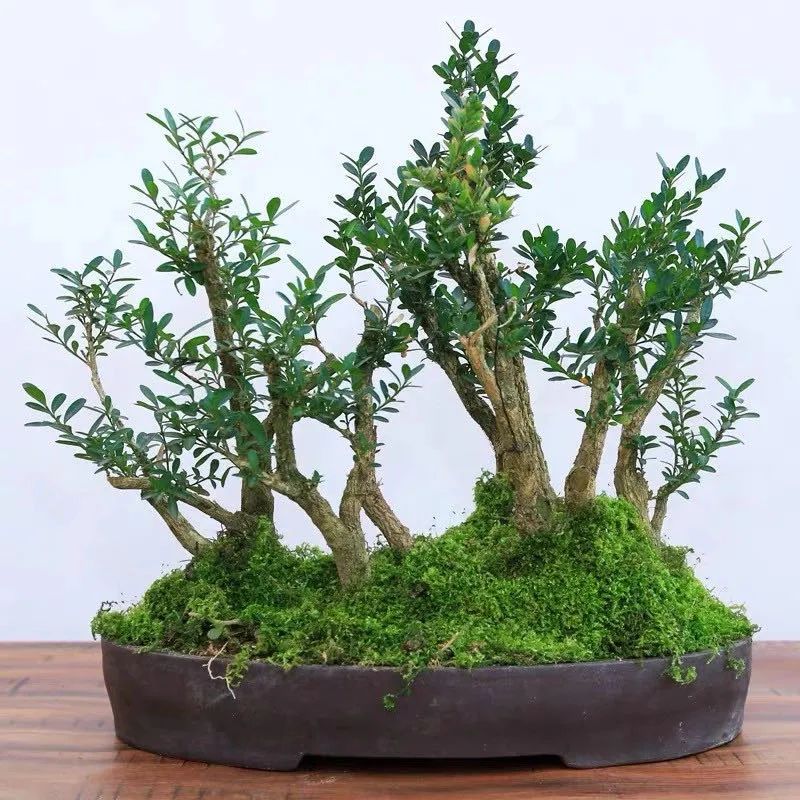 这6种花寓意喜庆,好看又好养,越养越值钱,老了都是“传家宝”!-微信头条网 这6种花寓意喜庆,好看又好养,越养越值钱,老了都是“传家宝”!