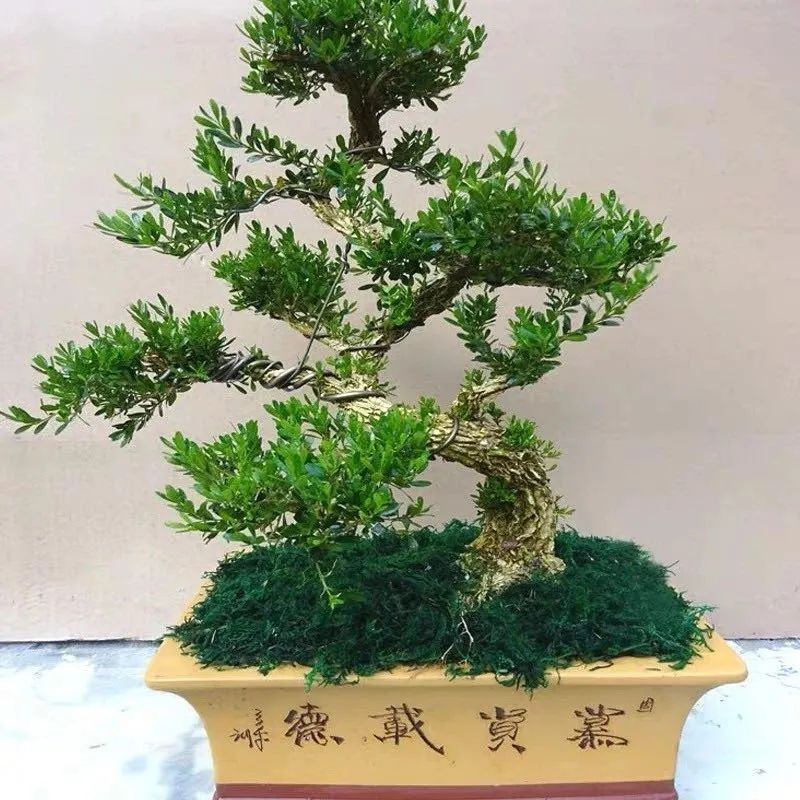 这6种花寓意喜庆,好看又好养,越养越值钱,老了都是“传家宝”!-微信头条网 这6种花寓意喜庆,好看又好养,越养越值钱,老了都是“传家宝”!