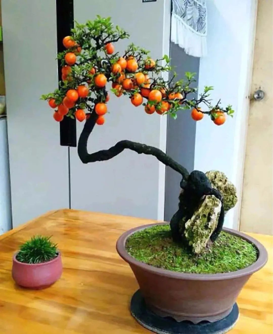 这6种花寓意喜庆,好看又好养,越养越值钱,老了都是“传家宝”!-微信头条网 这6种花寓意喜庆,好看又好养,越养越值钱,老了都是“传家宝”!