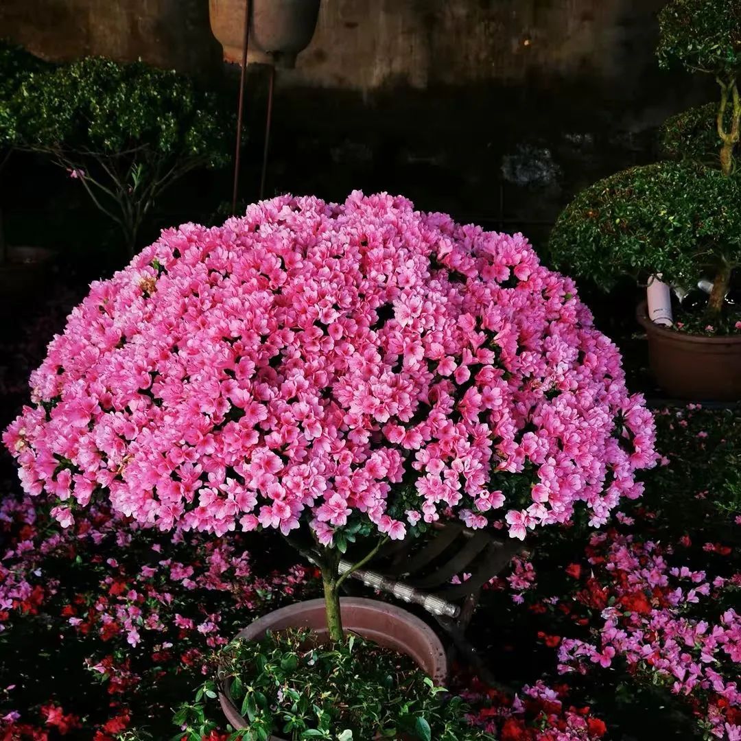 这6种花寓意喜庆,好看又好养,越养越值钱,老了都是“传家宝”!-微信头条网 这6种花寓意喜庆,好看又好养,越养越值钱,老了都是“传家宝”!