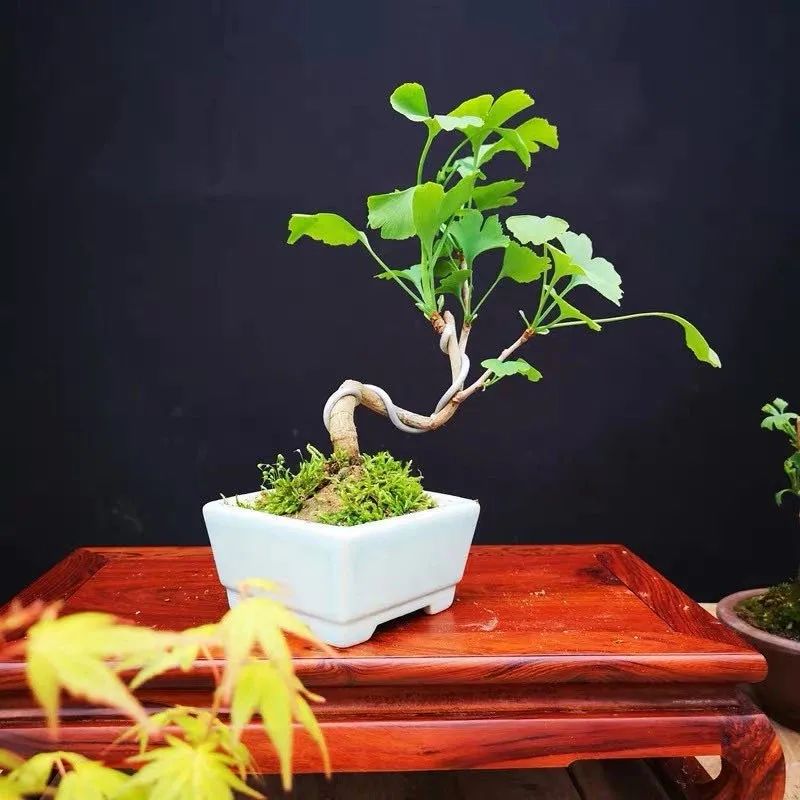 这6种花寓意喜庆,好看又好养,越养越值钱,老了都是“传家宝”!-微信头条网 这6种花寓意喜庆,好看又好养,越养越值钱,老了都是“传家宝”!