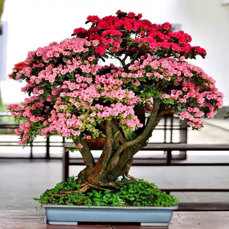 这6种花寓意喜庆,好看又好养,越养越值钱,老了都是“传家宝”!-微信头条网 这6种花寓意喜庆,好看又好养,越养越值钱,老了都是“传家宝”!