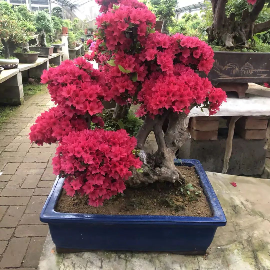 这6种花寓意喜庆,好看又好养,越养越值钱,老了都是“传家宝”!-微信头条网 这6种花寓意喜庆,好看又好养,越养越值钱,老了都是“传家宝”!