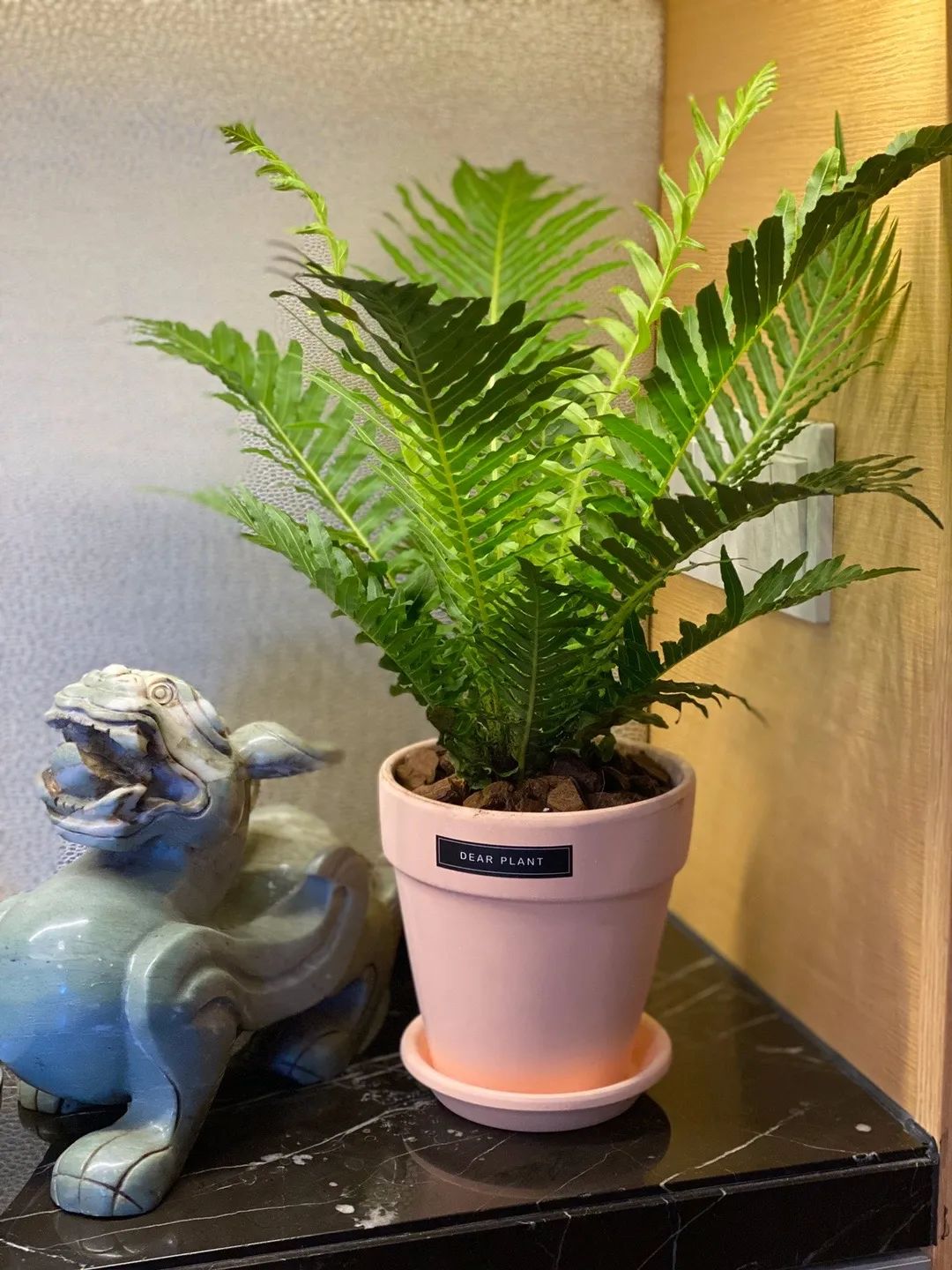 红掌的风水寓意是什么_红掌寓意及花语_红掌的风水寓意