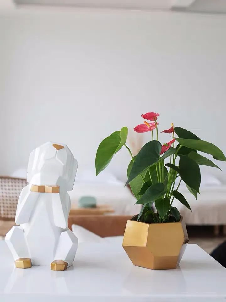 红掌的风水寓意是什么_红掌的风水寓意_红掌寓意及花语
