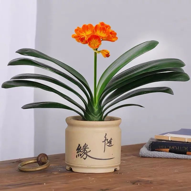 红掌寓意及花语_红掌的风水寓意_红掌的风水寓意是什么