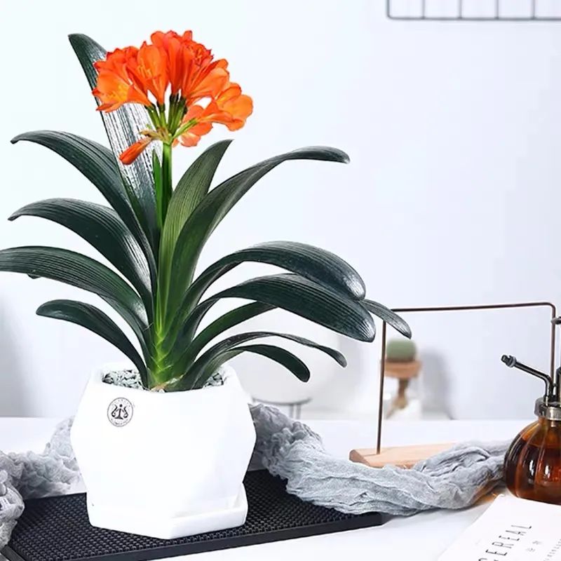 红掌的风水寓意_红掌寓意及花语_红掌的风水寓意是什么